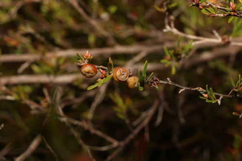 Image of Gaudium semibaccatum by (c) Greg Tasney, some rights reserved (CC BY-SA)
