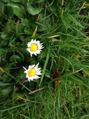 Bellis perennis
