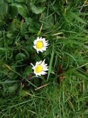 Bellis perennis