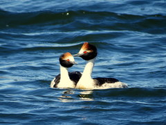 Podiceps gallardoi