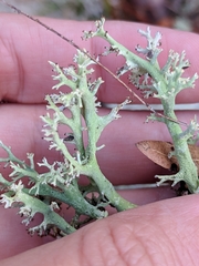 Cladonia leporina