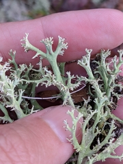 Cladonia leporina