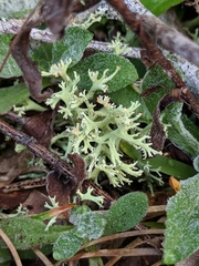 Cladonia leporina