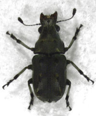 Gynarchaeus ornatus