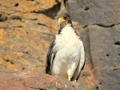 Daptrius albogularis