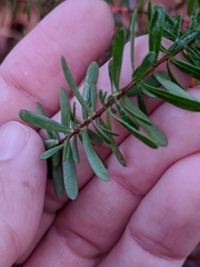 Hypericum microsepalum