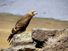 Daptrius albogularis