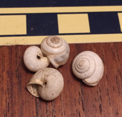 Praticolella berlandieriana