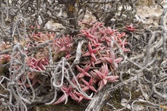 Crassula capitella thyrsiflora