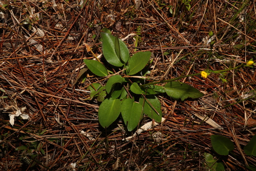 Image of Erect Marsh Flower (Liparophyllum exaltatum) by (c) Greg Tasney, some rights reserved (CC BY-SA)