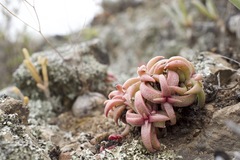 Crassula capitella thyrsiflora