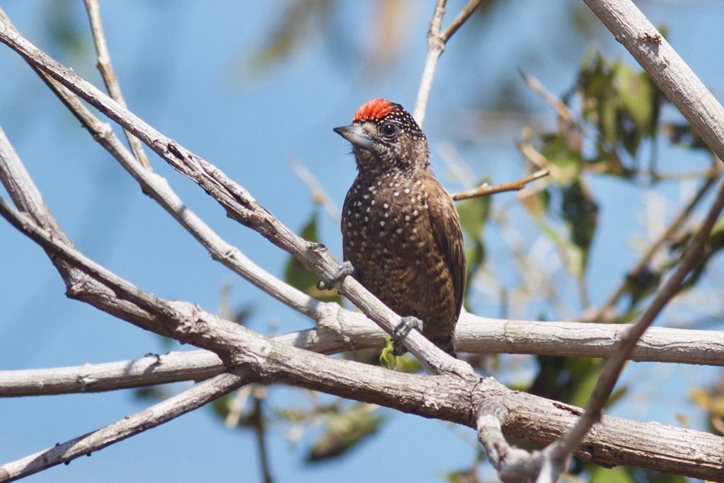 Varzea Piculet