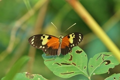 Heliconius hecale melicerta