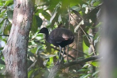 Green-Winged Trumpeter photo 2