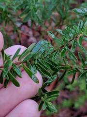 Hypericum microsepalum