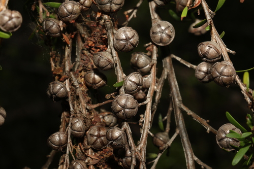 Leptospermum polygalifolium
