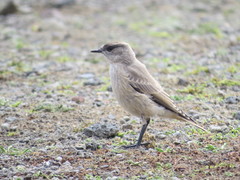 Muscisaxicola capistratus