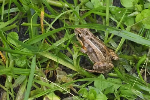 Common Eastern Froglet, photo 6 of 7
