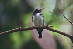 Poecilotriccus capitalis
