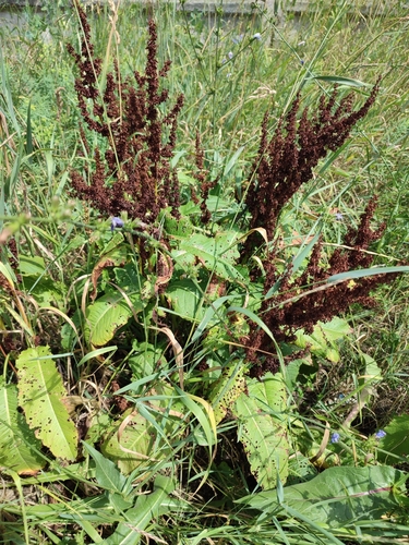 Image of Rumex patientia by (c) Igor Balashov, some rights reserved (CC BY)