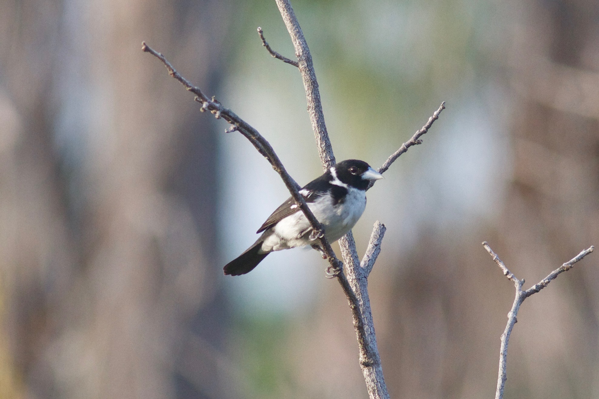 papa-capim-de-coleira (Dolospingus fringilloides)