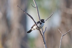 Sporophila fringilloides