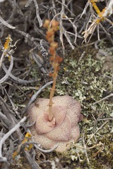 Crassula hemisphaerica