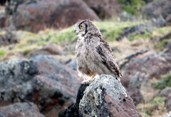 Bubo virginianus magellanicus