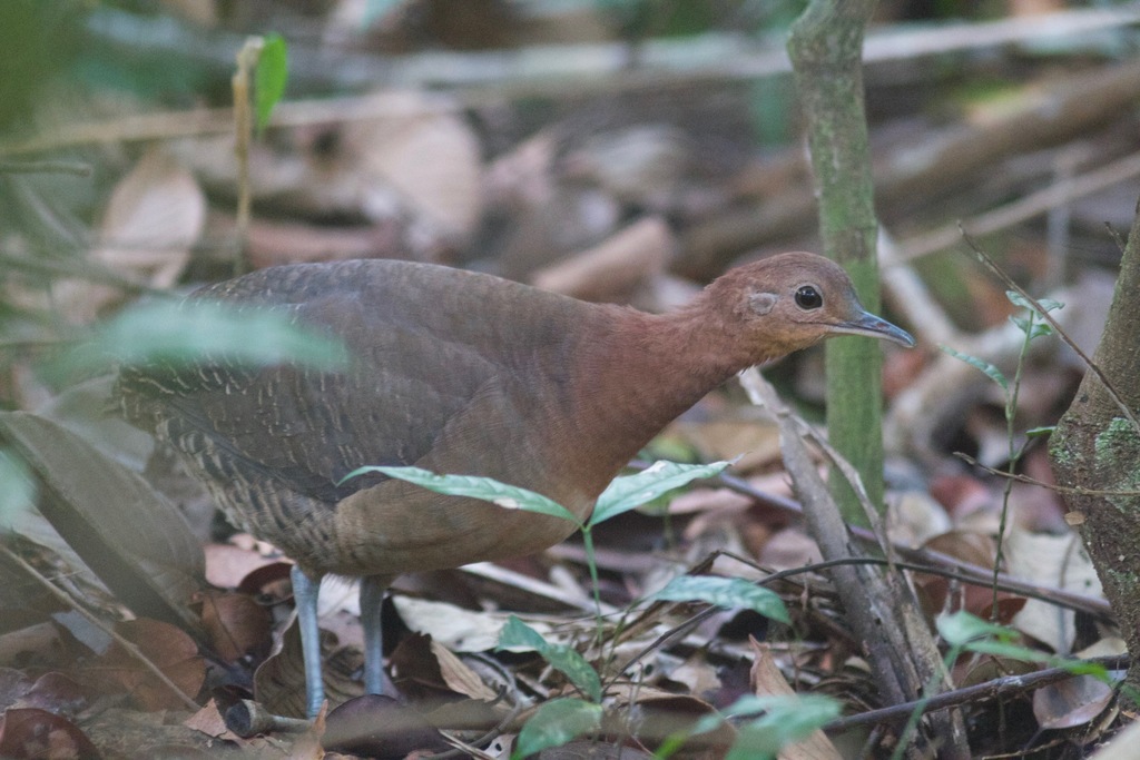 Gray-legged Tinamou photo