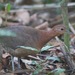 Gray-legged Tinamou - Photo (c) Gabriel Leite, some rights reserved (CC BY-NC), uploaded by Gabriel Leite