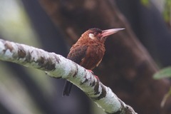 Galbalcyrhynchus leucotis