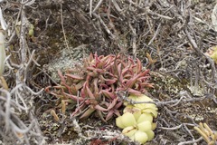 Crassula capitella thyrsiflora