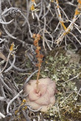 Crassula hemisphaerica