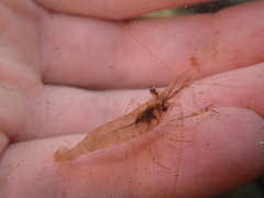 Palaemon macrodactylus