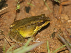 Kokarit Frog photo 2