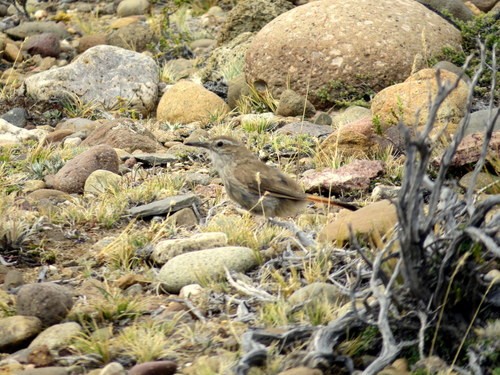 Band-tailed Earthcreeper (Ochetorhynchus phoenicurus), photo 3