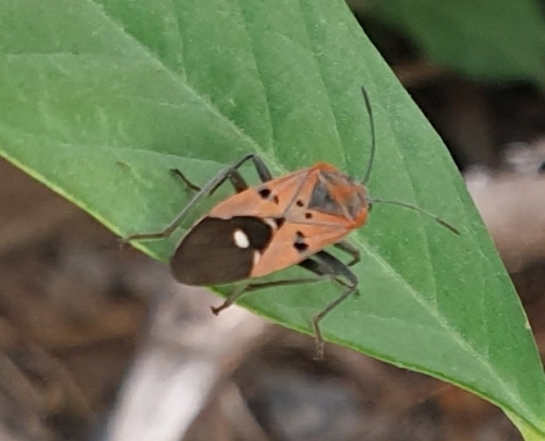 Indian Milkweed Bug