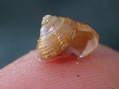 Calliostoma