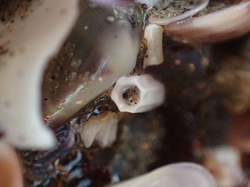 Dentalium neohexagonum, 2019-01-02