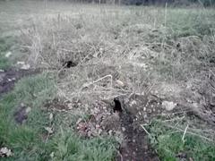 Vulpes vulpes crucigera