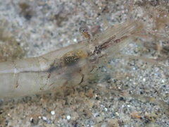 Palaemon macrodactylus