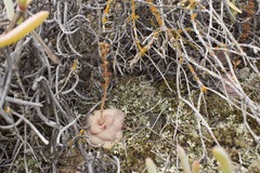 Crassula hemisphaerica