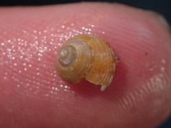 Calliostoma