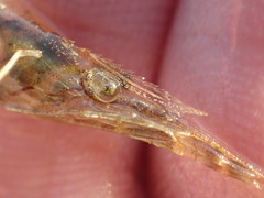 Palaemon macrodactylus