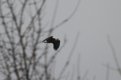 Haliaeetus leucocephalus