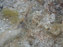 Palaemon macrodactylus