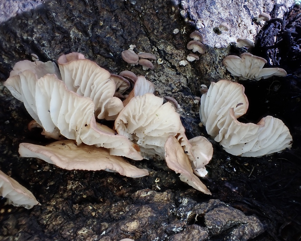 Oyster Mushrooms from 1418 Dapsang Dr, Eagle Heights QLD 4271
