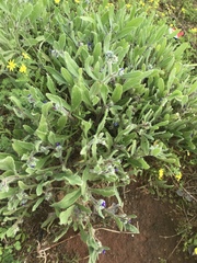 Anchusa aggregata