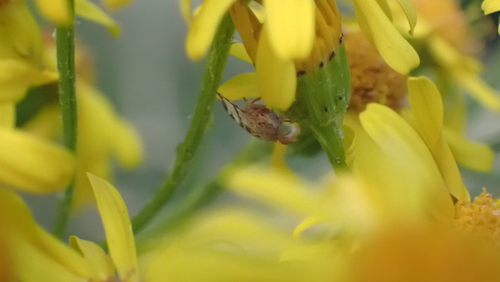 Ragwort Fly, Geinoord 9-12, 3432 PE Nieuwegein, Nederland, photo 6 of 10