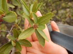 Quercus toumeyi